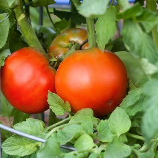 Bonnie Plants 1.19 qt. Bonnie Original Tomato Plant (6-Pack) 0202