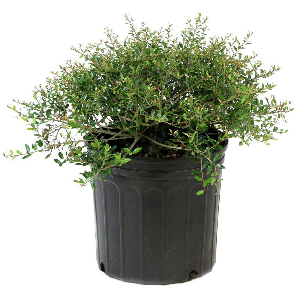 national PLANT NETWORK 2.25 Gal. Holly Dwarf Yaupon Shrub HD7144