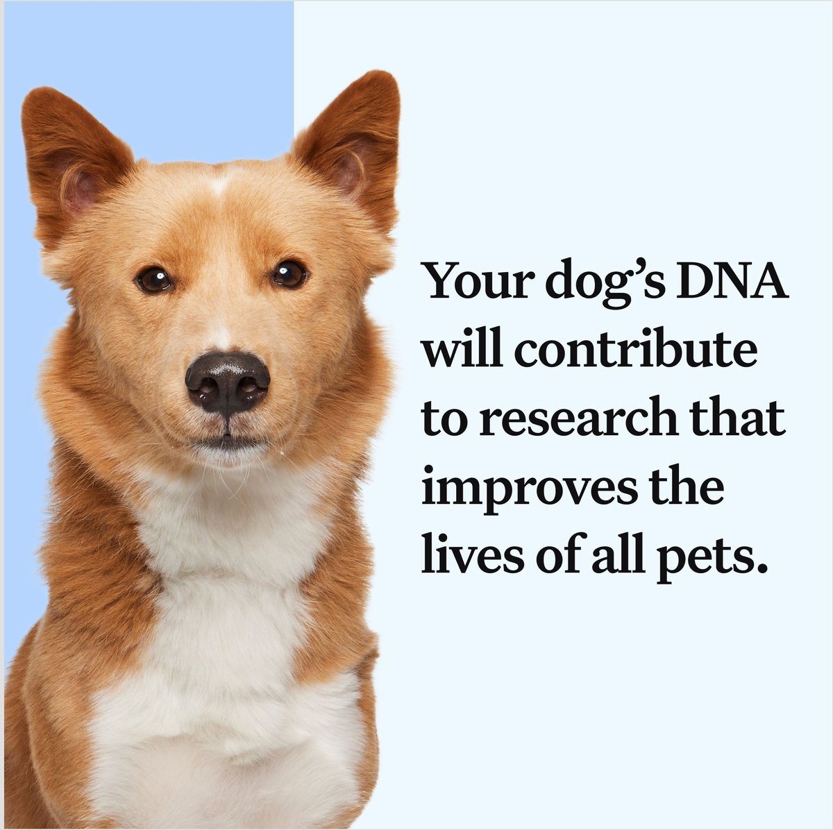 Wisdom Panel Essential Breed Identification DNA Test for Dogs