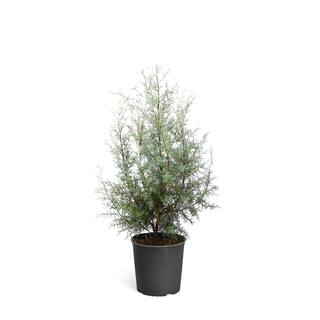 Brighter Blooms 3 Gal. Evergreen Arizona Cypress Tree CYP-ARI-23-3