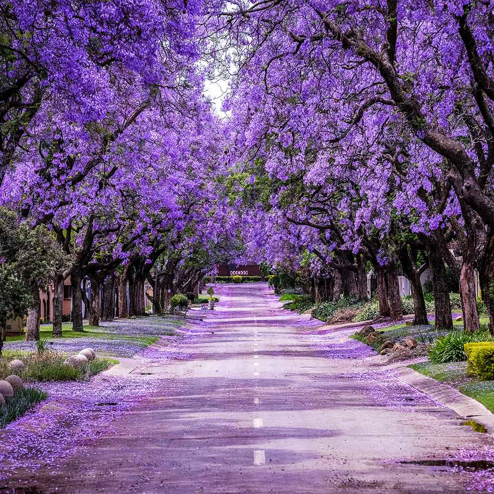 Jacaranda Tree