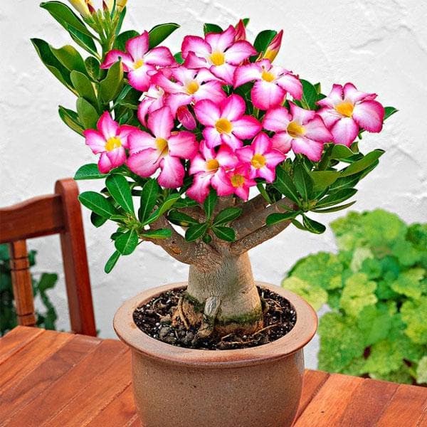 Adenium (Obesum) - Plant