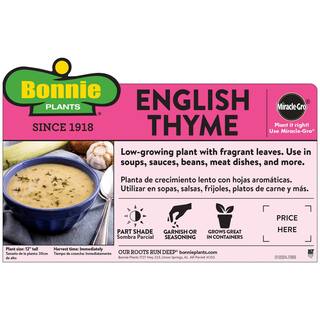 Bonnie Plants 19 oz. English Thyme Herb Plant 1003800625