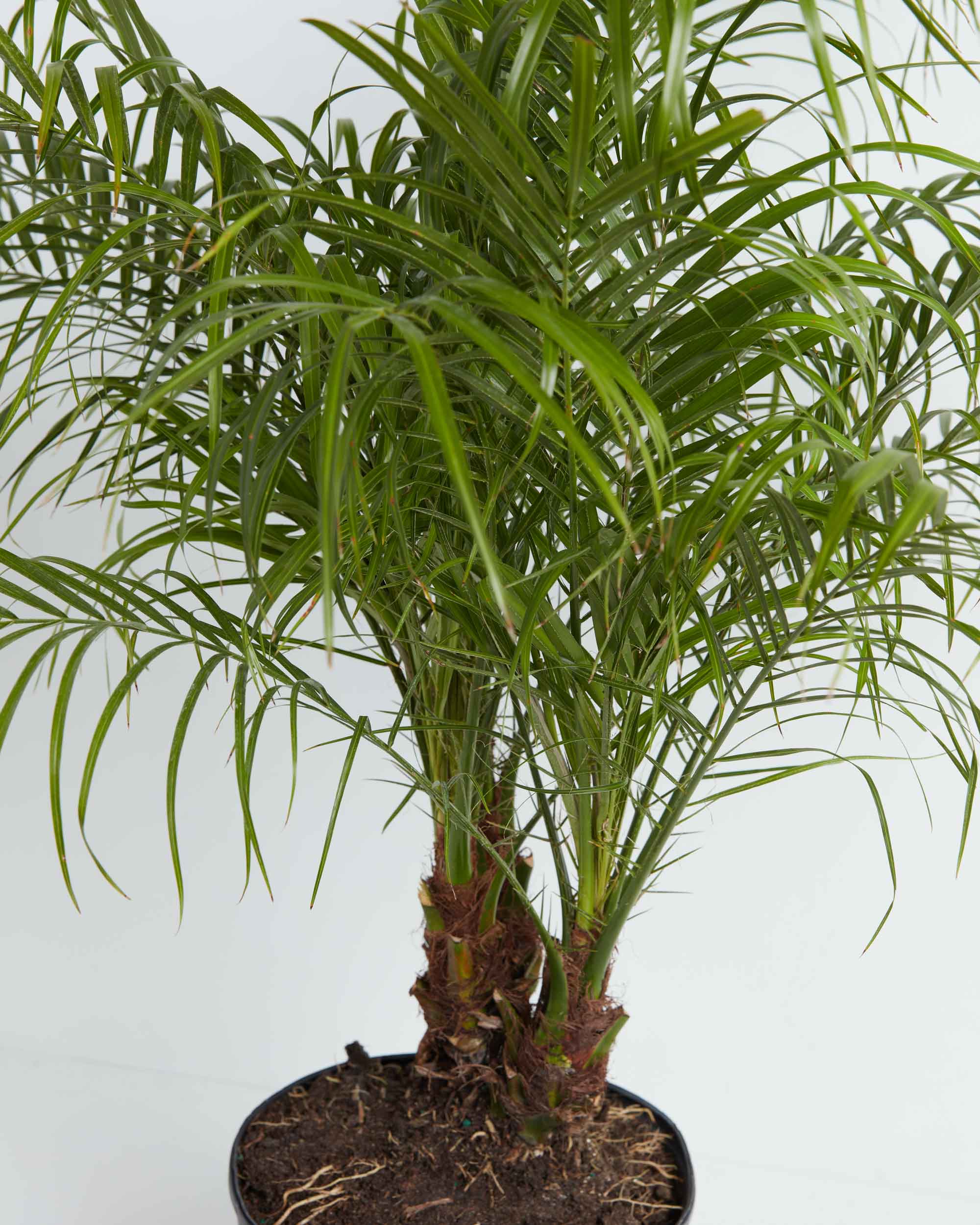 Pygmy Date Palm