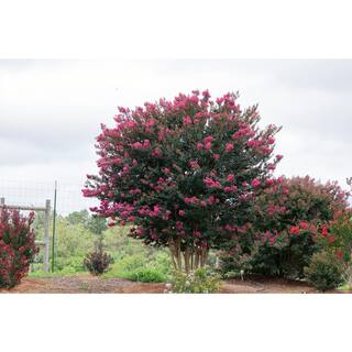 FIRST EDITIONS 3 Gal. Plum Magic Crape Myrtle Flowering Shrub with Fuchsia Pink Flowers CRMPLU03G
