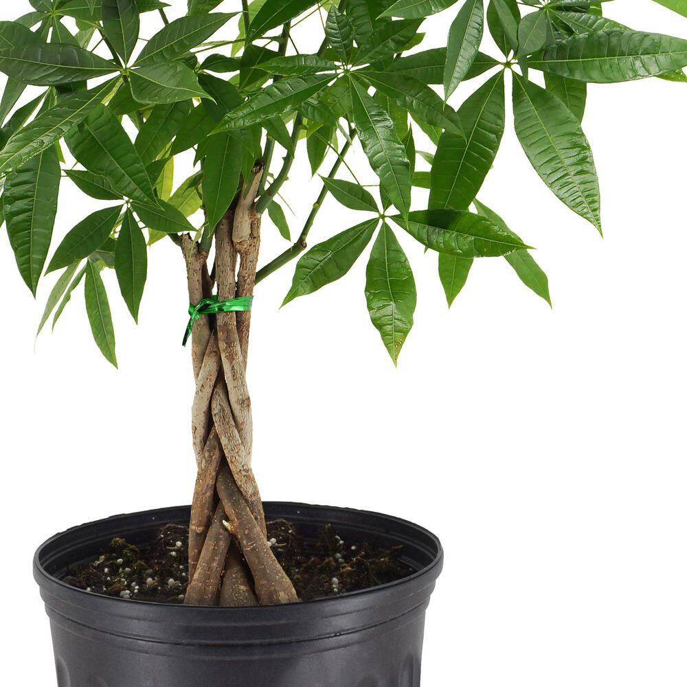 Arcadia Garden Products 10 in. Braided Money Tree Black Plastic Grower Pot LV65