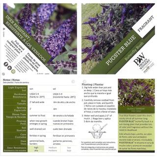 PROVEN WINNERS 4.5 in. qt. Pugster Blue Butterfly Bush (Buddleia) Live Shrub Blue Flowers BUDPRC1407800