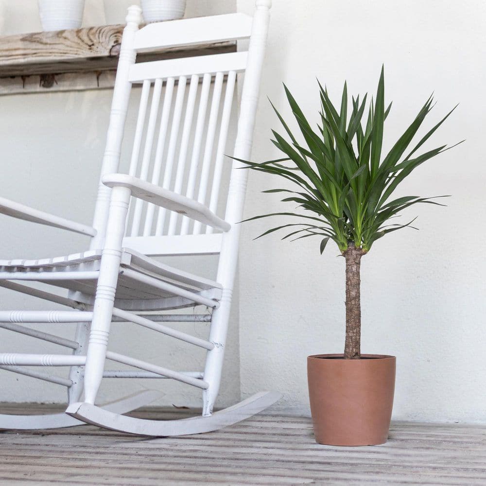 United Nursery Burgundy Rubber Plant Live Ficus Elastica Indoor Outdoor Plant in 10 inch Premium Sustainable Ecopots White Grey Pot FBURGANDY10WG