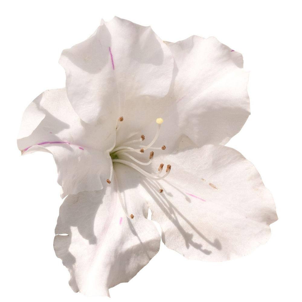 ENCORE AZALEA 1 Gal. Autumn Lily Azalea Shrub with White Flowers 16908