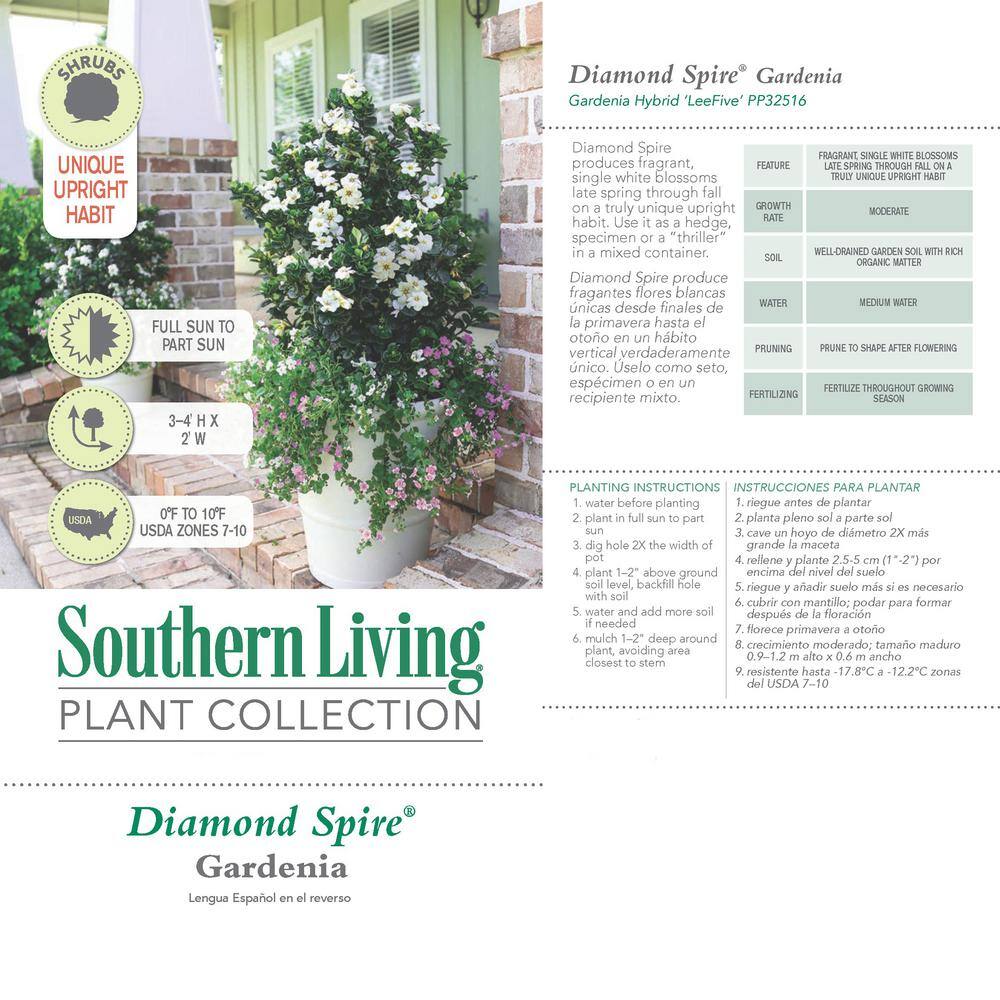 SOUTHERN LIVING 2 Gal. Diamond Spire Gardenia Shrub with Fragrant White Blooms 17116