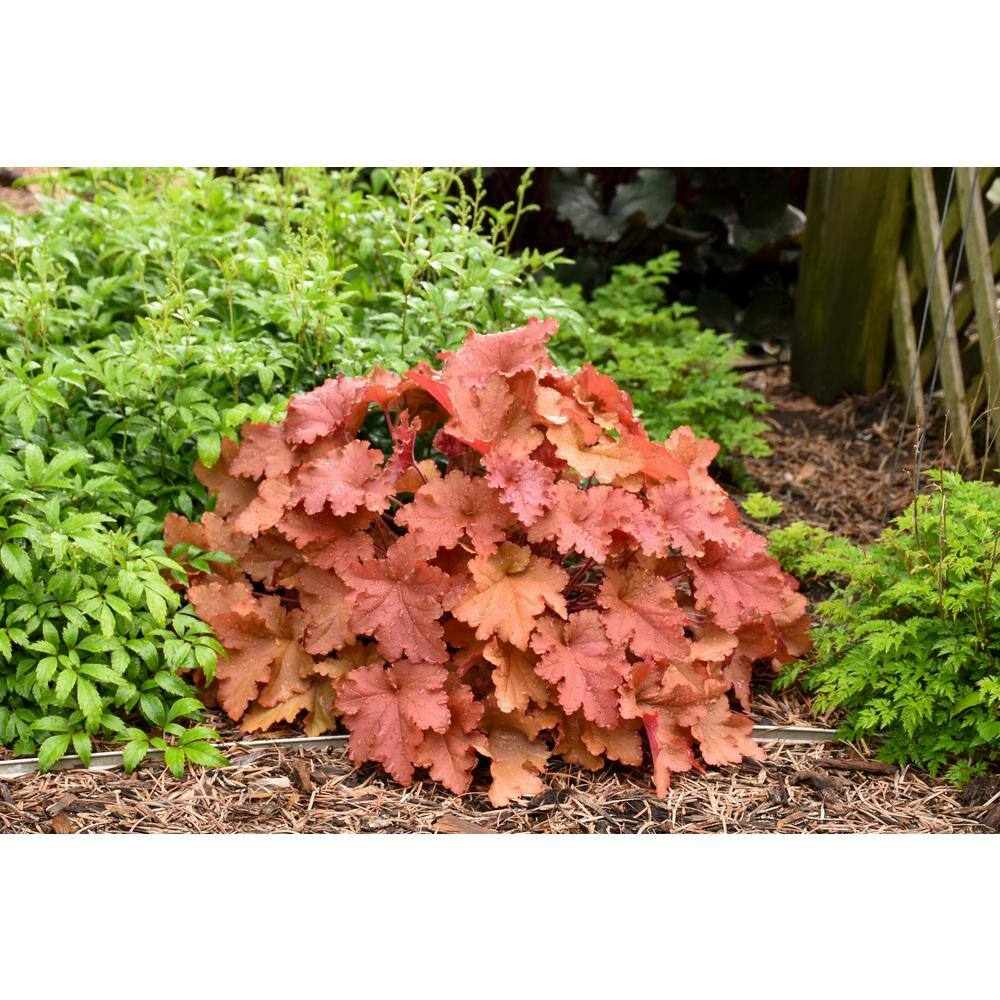 PROVEN WINNERS 0.65 Gal. Primo Peachberry Ice Coral Bells Heuchera Live Plant Cream Flowers and Apricot Orange Foliage HEUPWP2537103