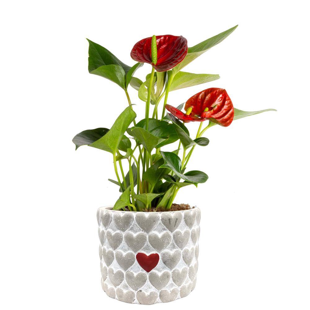 Costa Farms Blooming Anthurium Indoor Plant in 4 in. Premium Ceramic Pot Avg. Shipping Height 1-2 ft. Tall CO.AAD04SCH