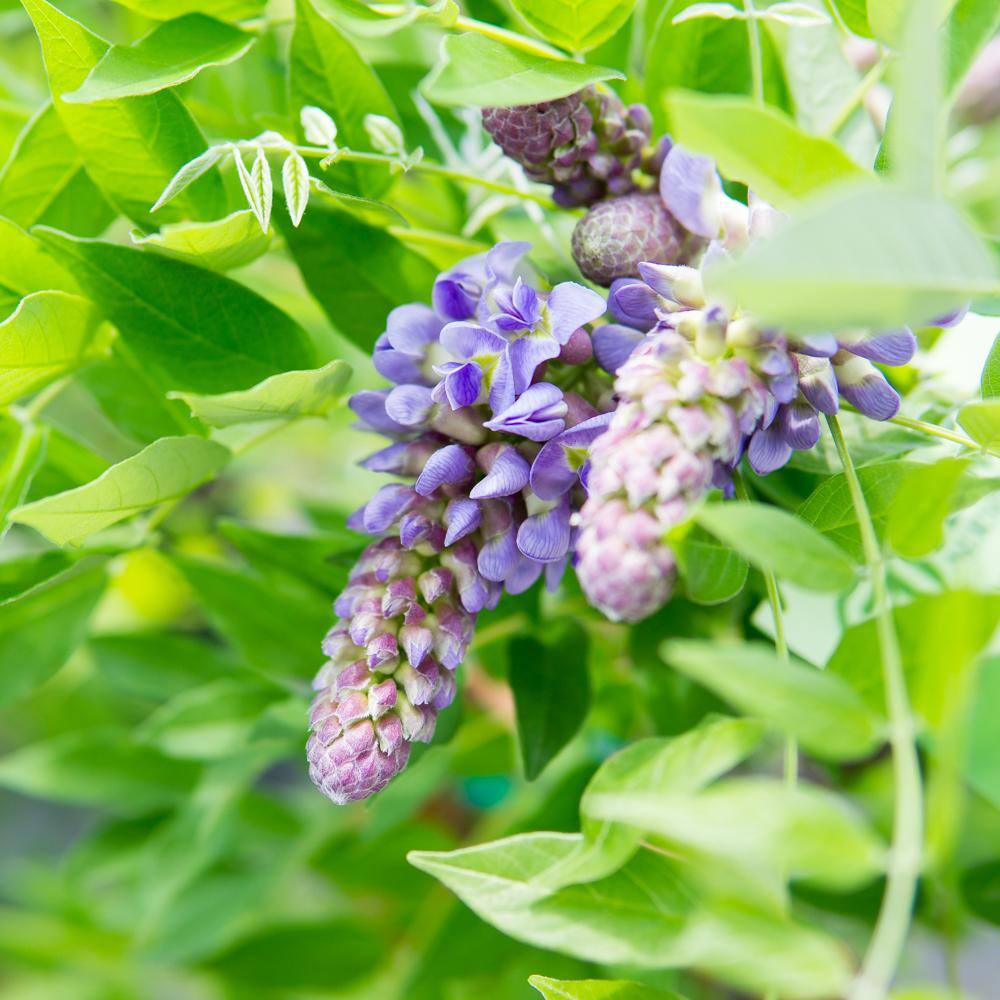 Perfect Plants Wisteria Amethyst Falls in 1 Gal. Growers Pot Fragrant Purple Blooms THD00604