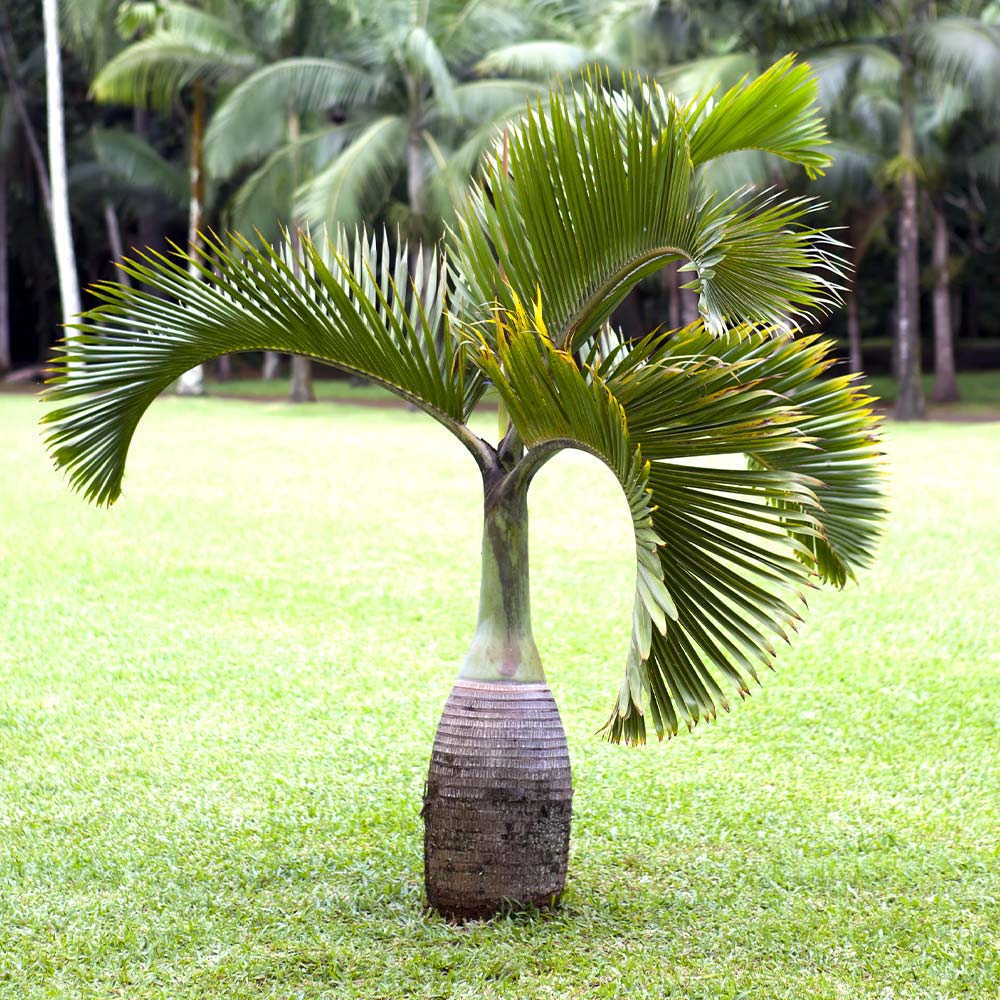 Bottle Palm Tree