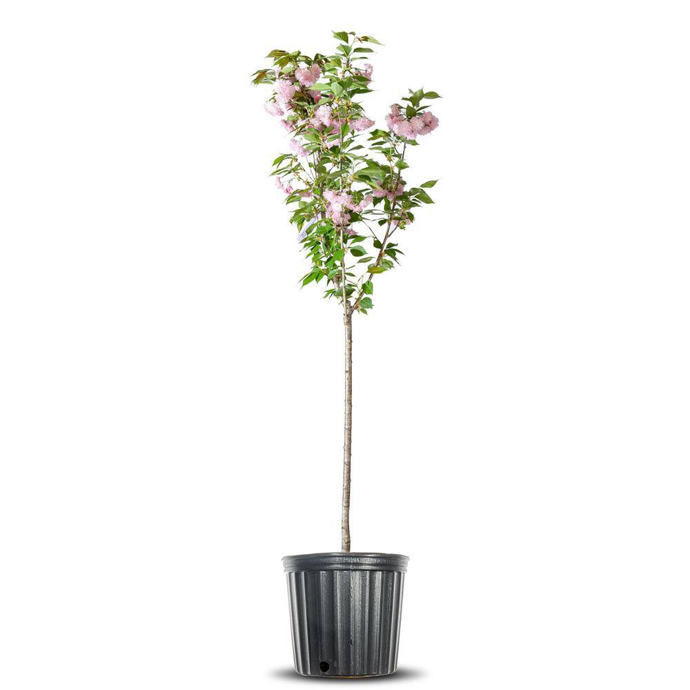 Perfect Plants 4-5 ft Tall. Japanese Kwanzan Cherry Tree in Grower's Pot Cherry Blossom Festival Blooms THD00518