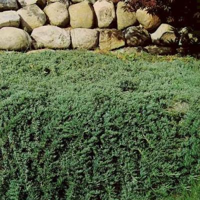 Classy Groundcovers - Blue Rug Juniper Creeping Juniper {25 Pots - 3 1/2 inch Square}