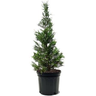 Leyland Cypress Evergreen Tree CYPLEY07G