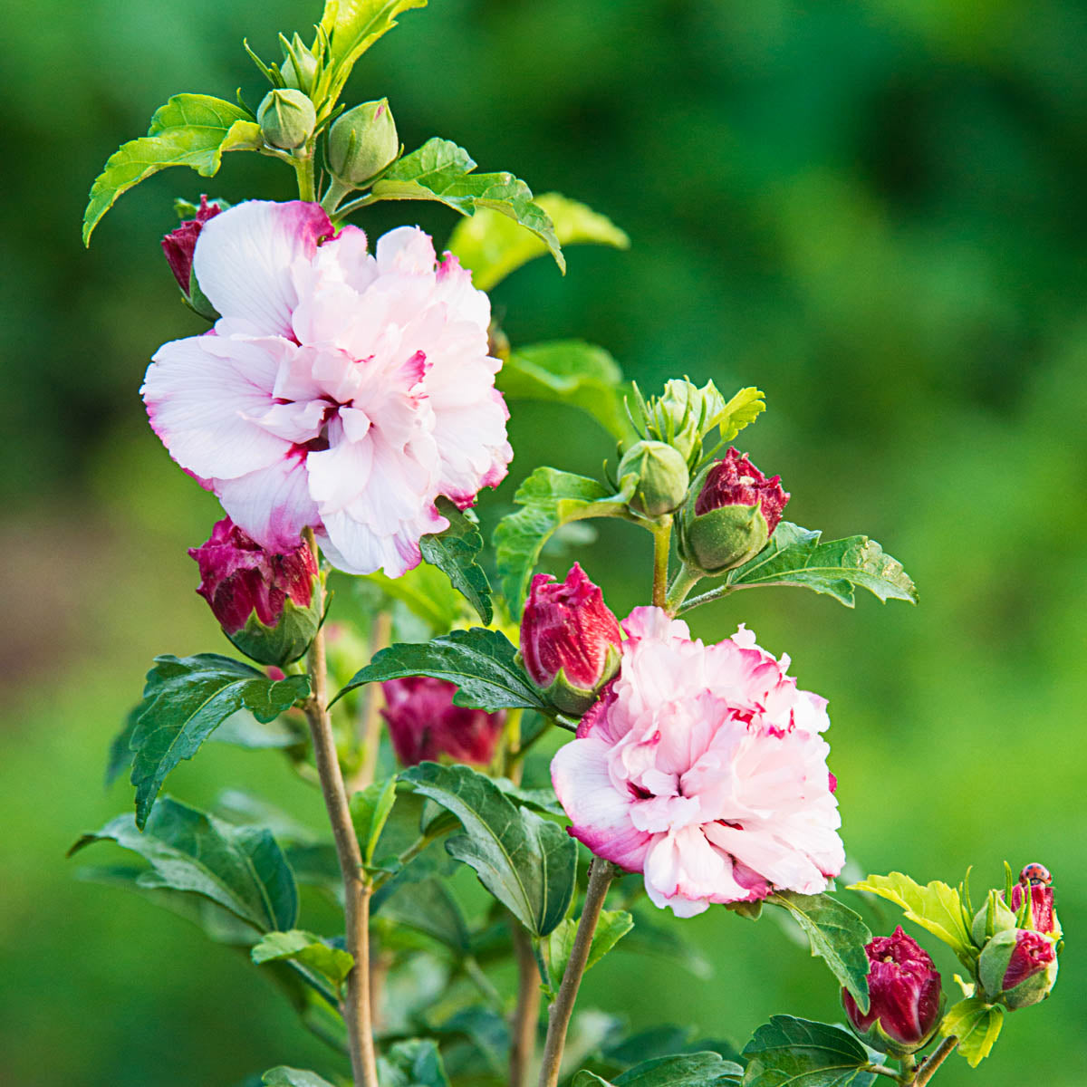 Strawberry Smoothie Rose of Sharon Althea Deciduous Flowering Shrub， grown in a 2.25 Gallon Pot (1-Pack)