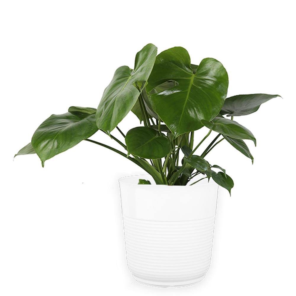 Costa Farms Monstera Deliciosa Swiss Cheese Indoor Plant in 10 in. Paradise Planter Avg. Shipping Height 2-3 ft. Tall CO.3.PM10.PARWHT