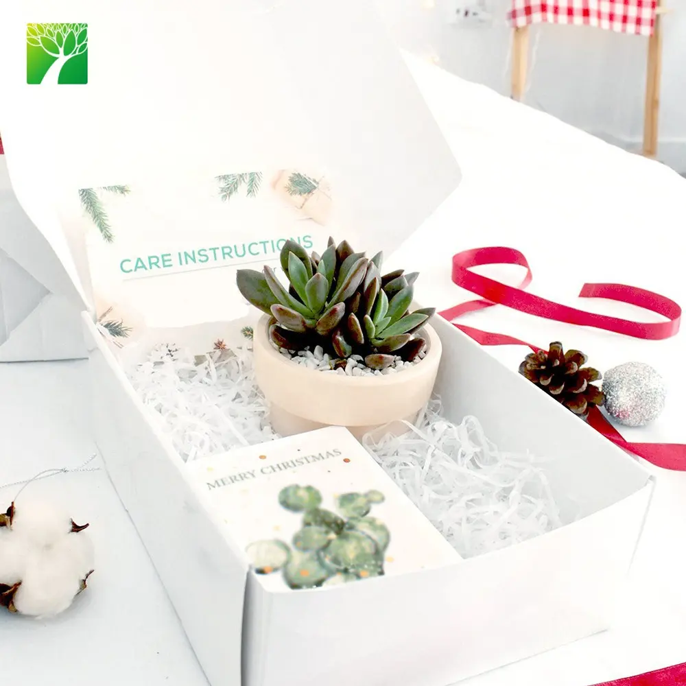 farm supply home decoration ornament christmas gift garden succulent plant kit