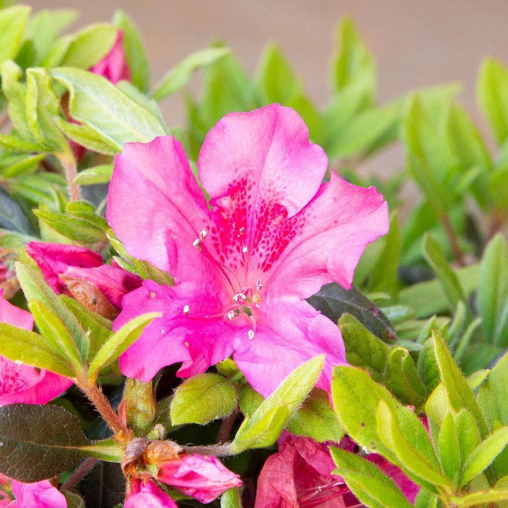 ENCORE AZALEA 1 Gal. Autumn Sangria Shrub with Neon Pink Reblooming Flowers 80411