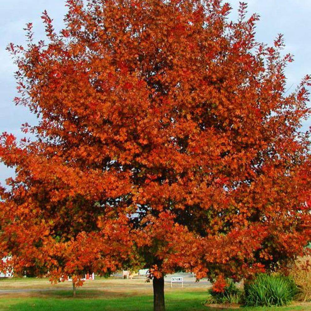 7 Gal. Shumard Oak Shade Tree OAKSHU07G