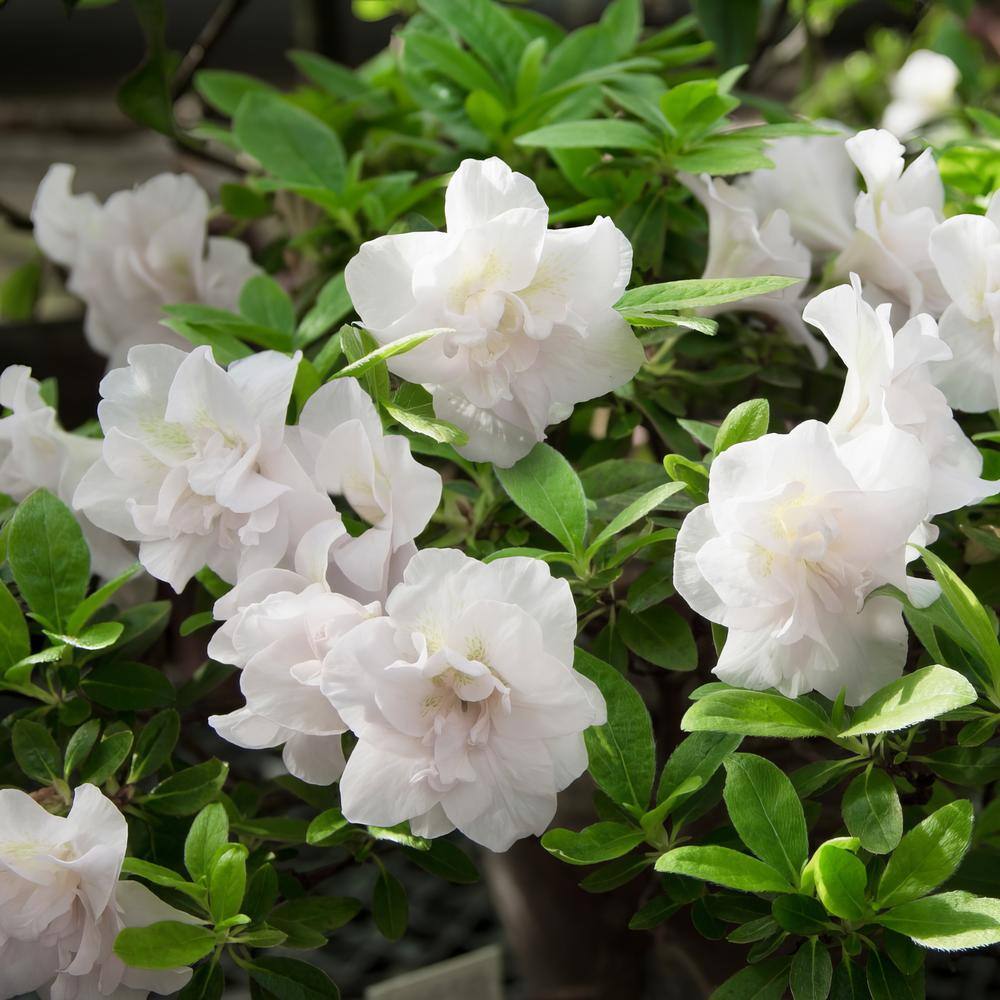 national PLANT NETWORK 2.25 Gal. Azalea Hardy Gardenia Flowering Shrub with White Blooms HD7039