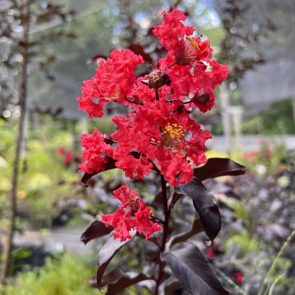 Center Stage Red Crape Myrtle Tree