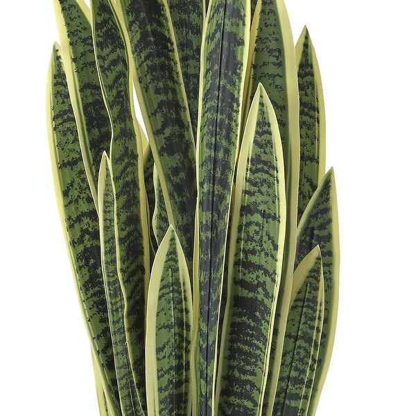 Potted Sansevieria Trifasciatia 52.5