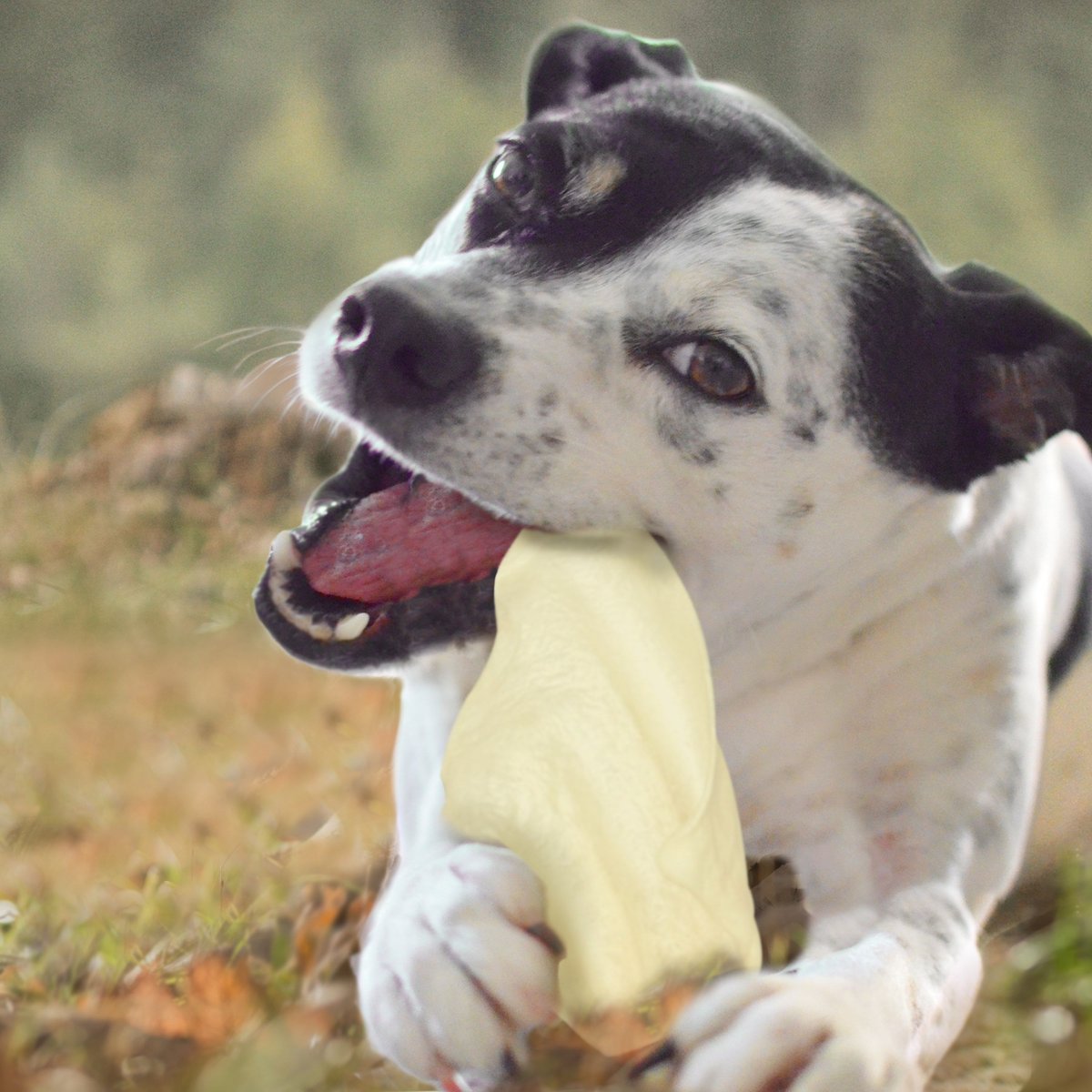 Cadet White Cow Ears Dog Treat