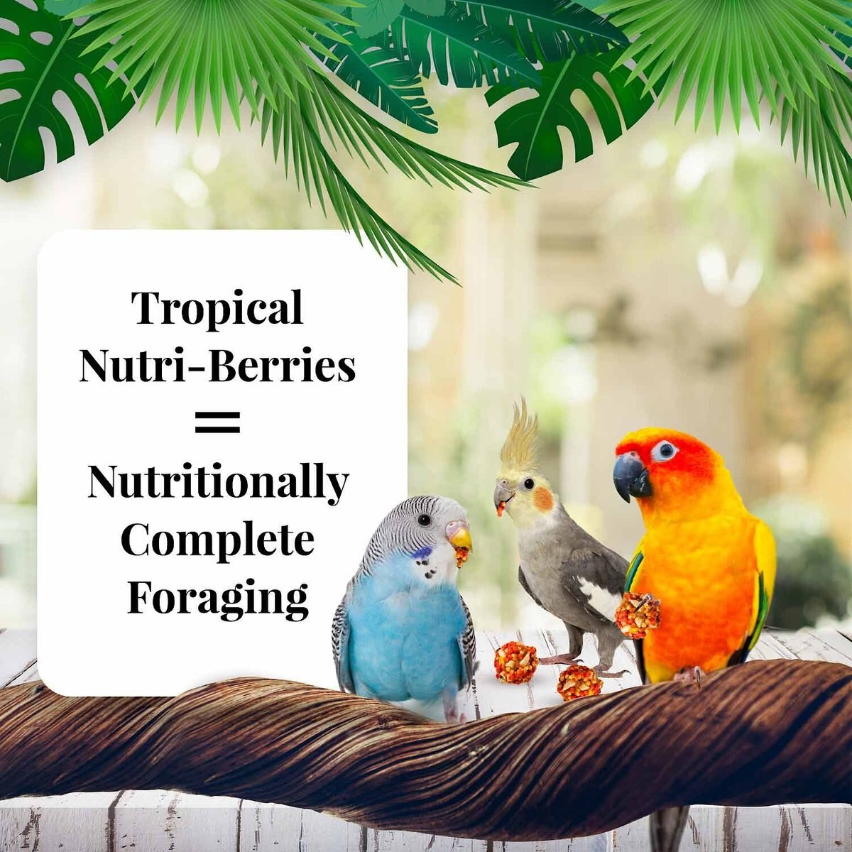 Lafeber Tropical Fruit Nutri-Berries Bird Food， 10-oz bag