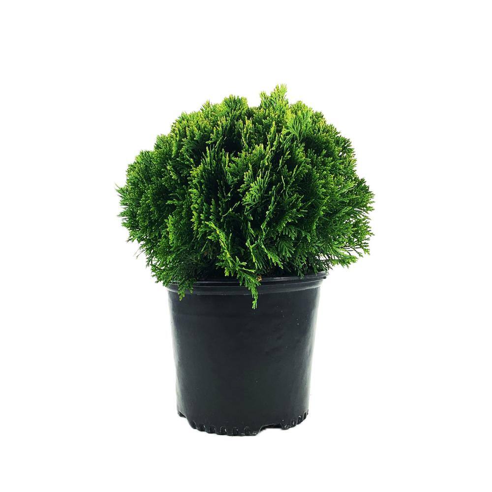 2.25 Gal. Thuja Danica Globe Arborvitae Evergreen Shrub (1 each) O880903