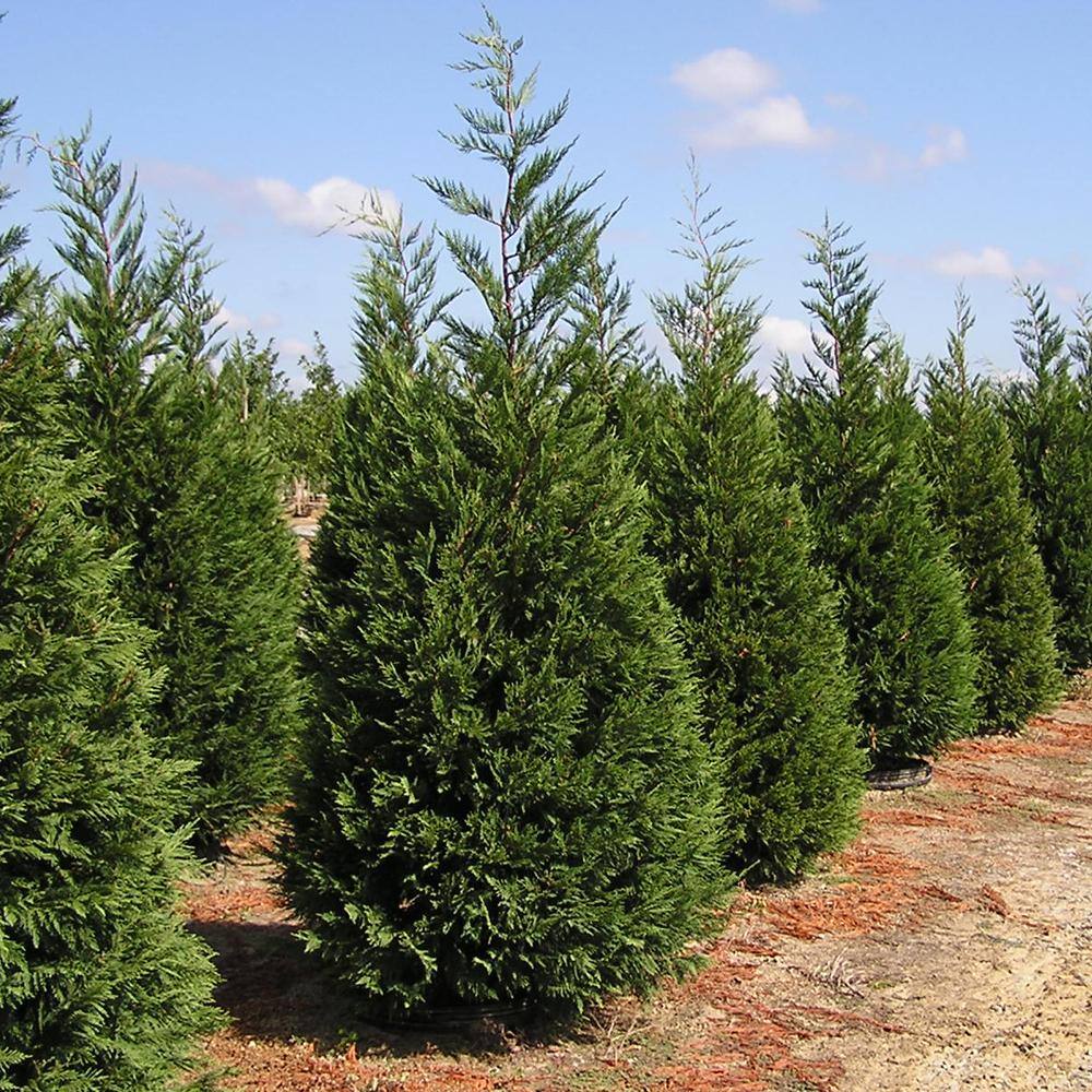 Leyland Cypress Evergreen Tree CYPLEY07G