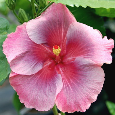 Rare Hibiscus 'JOY' Rose of Sharon (Hibiscus) Flower Shrub， Blue Flowers Hardy Korean Rose of Sharon Starter 25+ seeds pack