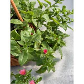 Red Aptenia Cordifolia Herb Plant (1-Pack) Herbs-1