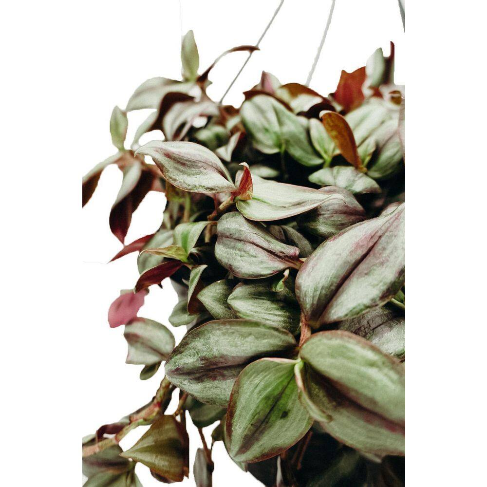 Vigoro 12 in. Tradescantia Zebrina Hanging Basket Plant 46877