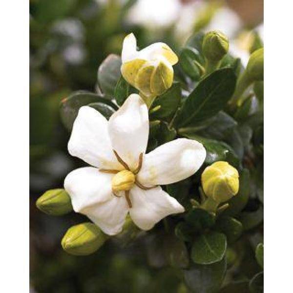 MCCORKLE 2 Gal. Echo Heaven Scent Gardenia Live Evergreen Shrub Boxwood-like Dense Small Leaves White Fragrant Blooms 11013