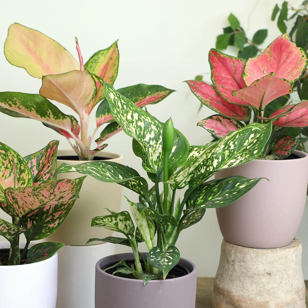 ALTMAN PLANTS 4.25 in. Pink Chinese Evergreen Aglaonema Beauty Live House Plant in Grower Pot 0873015