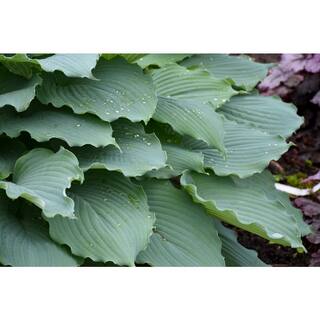 PROVEN WINNERS 1 Gal. Shadowland Diamond Lake (Hosta) Live Plant Purple Flowers with Blue Foliage HOSPWP2096102