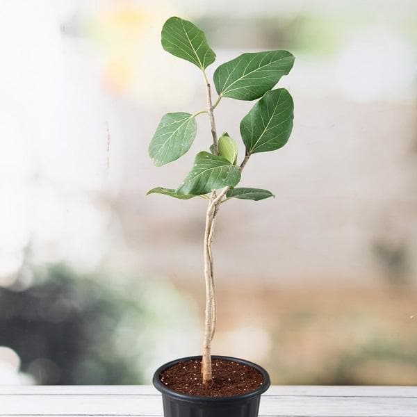 Banyan, Tree of Magha Nakshatra, Leo or Singh Rashi - Plant