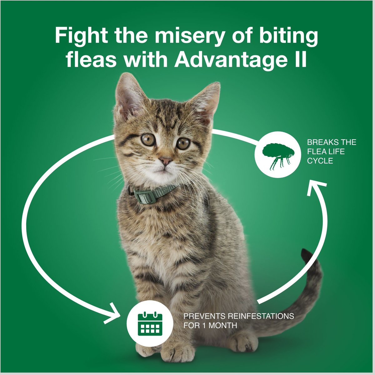 Advantage II Flea Spot Treatment for Cats， 5-9 lbs， and Ferrets