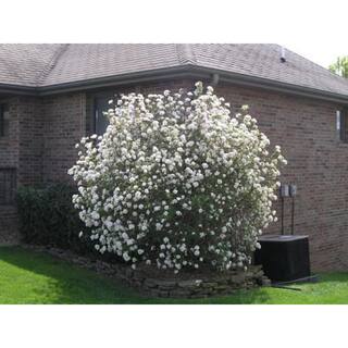 BELL NURSERY 3 Gal. Koreanspice Viburnum Flowering Live Shrub with White Flowers VIBUR3CAR1PK