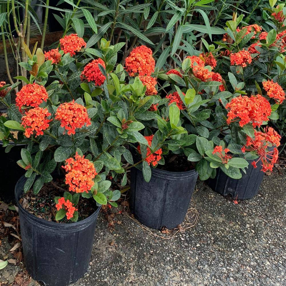 OnlinePlantCenter 10 in. Maui Red Ixora Flowering Shrub With Red Flowers IX022G3