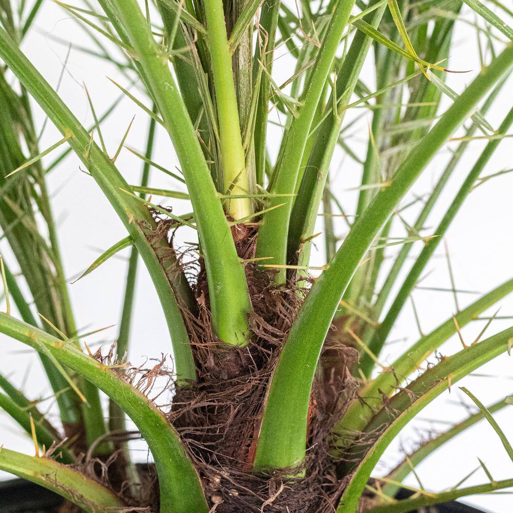 United Nursery Miniature Date Palm Live Phoenix Roebelenii Plant 22 in. to 26 in. Tall in 9.25 in. Grower Pot 79061