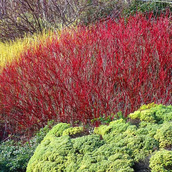 Red Twig Dogwood Shrub