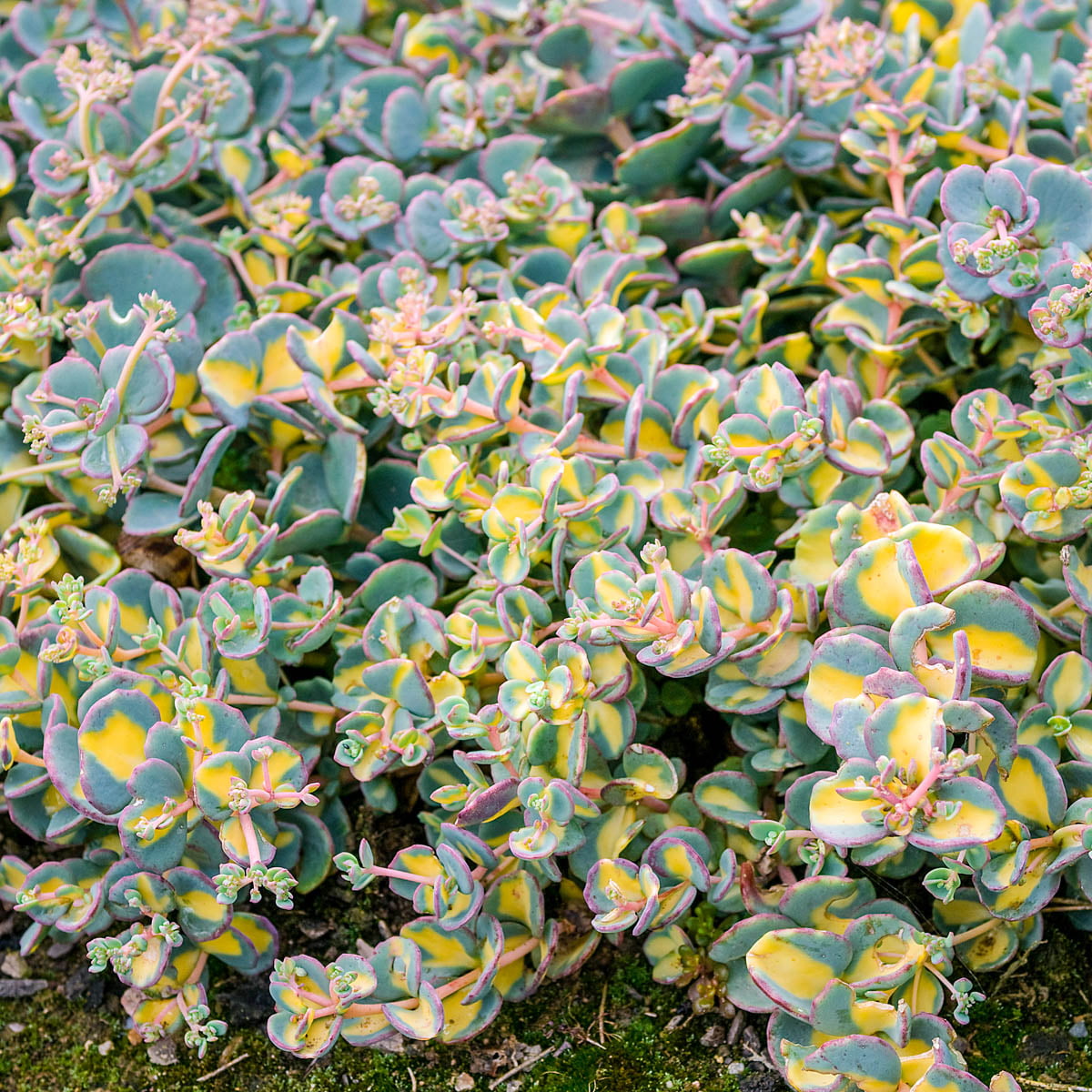 Variegated Sedum Bare Root Starter Perennial Groundcover Plant (1-Pack)