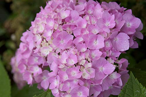 Endless Summer Hydrangea Original Live Shrub (1 Gallon)