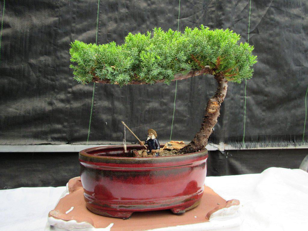 Classic Juniper Bonsai Tree