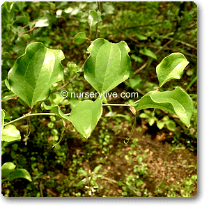 Bamboo Greenbrier, Smilax Pseudo - Plant