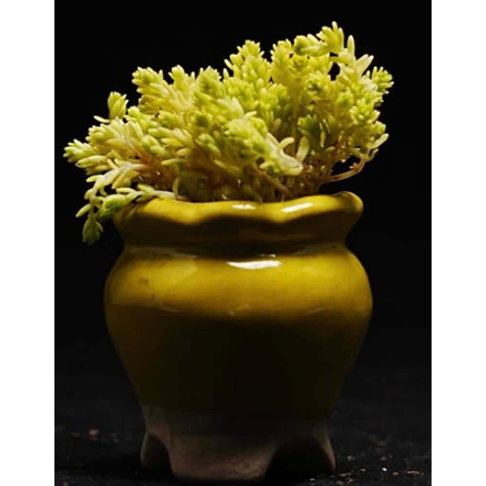 Zeus  Ruta Gold Moss Sedum Plants Pet-Safe Spreading in Pots (3-Pack) W1010-GM3